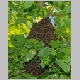 intervention pompiers pompier cp40 essain abeille abeilles essains arbre
