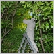 intervention pompiers pompier cp40 essain abeille abeilles essains arbre