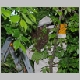 intervention pompiers pompier cp40 essain abeille abeilles essains arbre