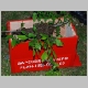 intervention pompiers pompier cp40 essain abeille abeilles essains arbre