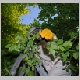 intervention pompiers pompier cp40 essain abeille abeilles essains arbre