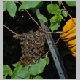 intervention pompiers pompier cp40 essain abeille abeilles essains arbre