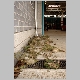 intervention pompiers pompier cp40 insectes chenille destruction
